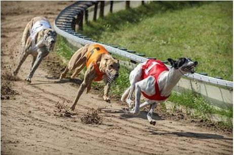 A day at the scottish greyhound derby races